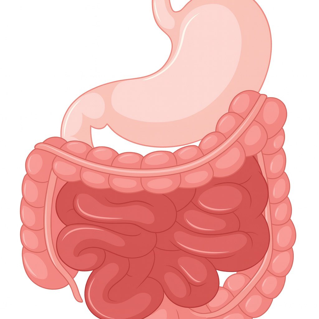 Darstellung des Magen-Darm-Traktes
